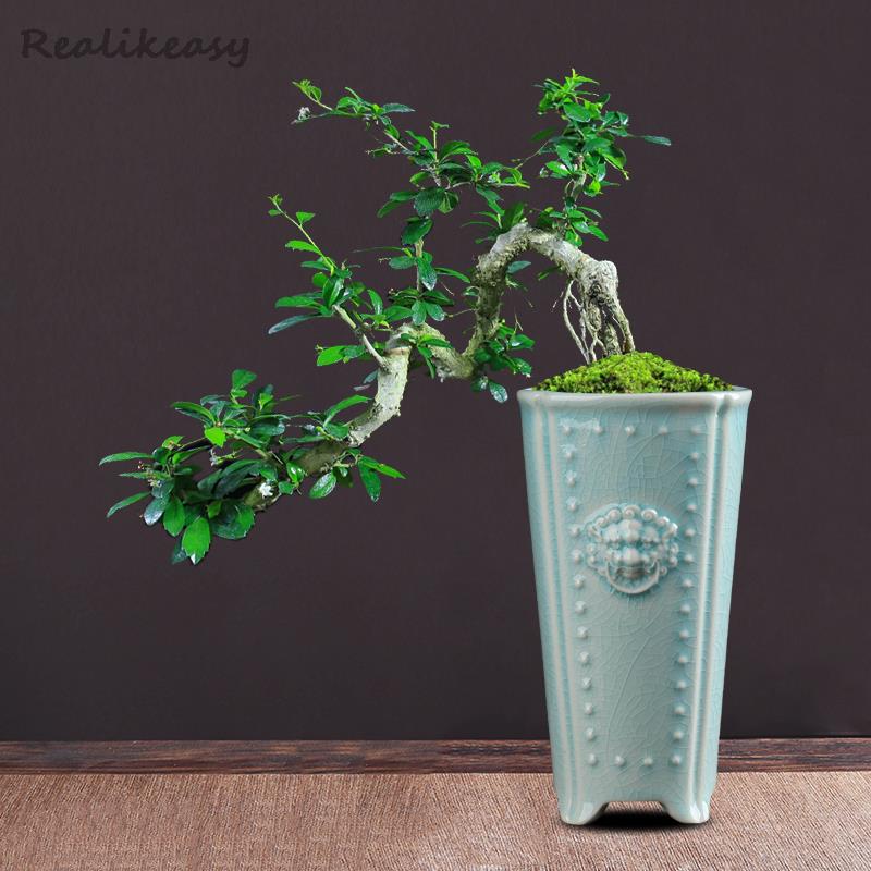 Pilea Peperomioides - Creative Chinese Ceramic Flower Pot Handmade