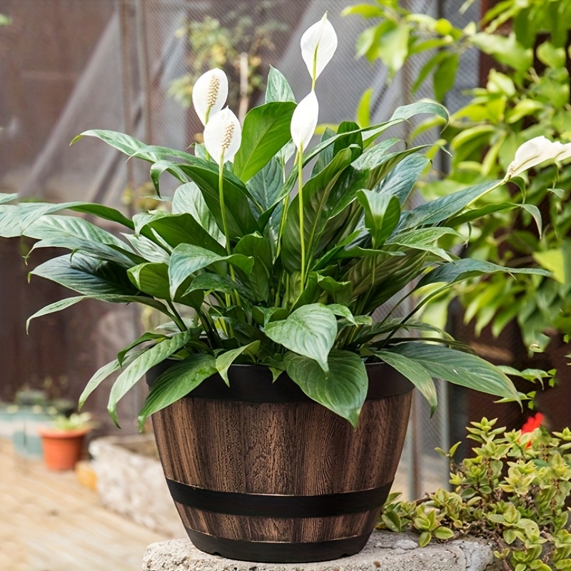 Durable Plastic Round Elegant  - đánh giá và giá Aloe Vera Pot