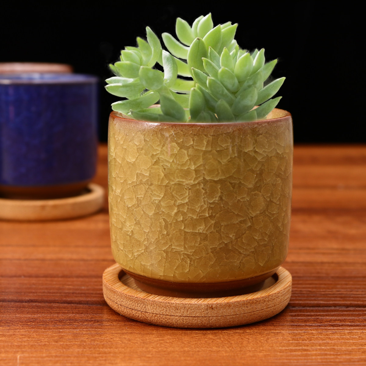 Mini Cracked Glaze Ceramic Pot - đánh giá và giá Aloe Vera Pot