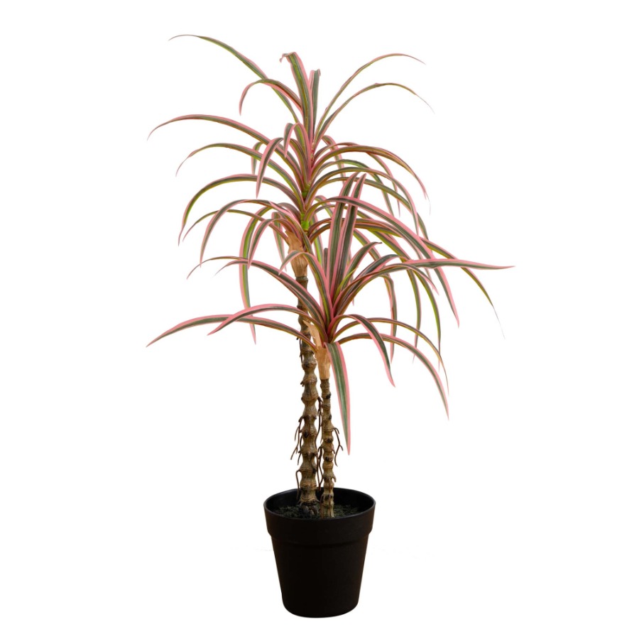 Dracaena Marginata Artificial  - đánh giá và giá Dracaena Marginata
