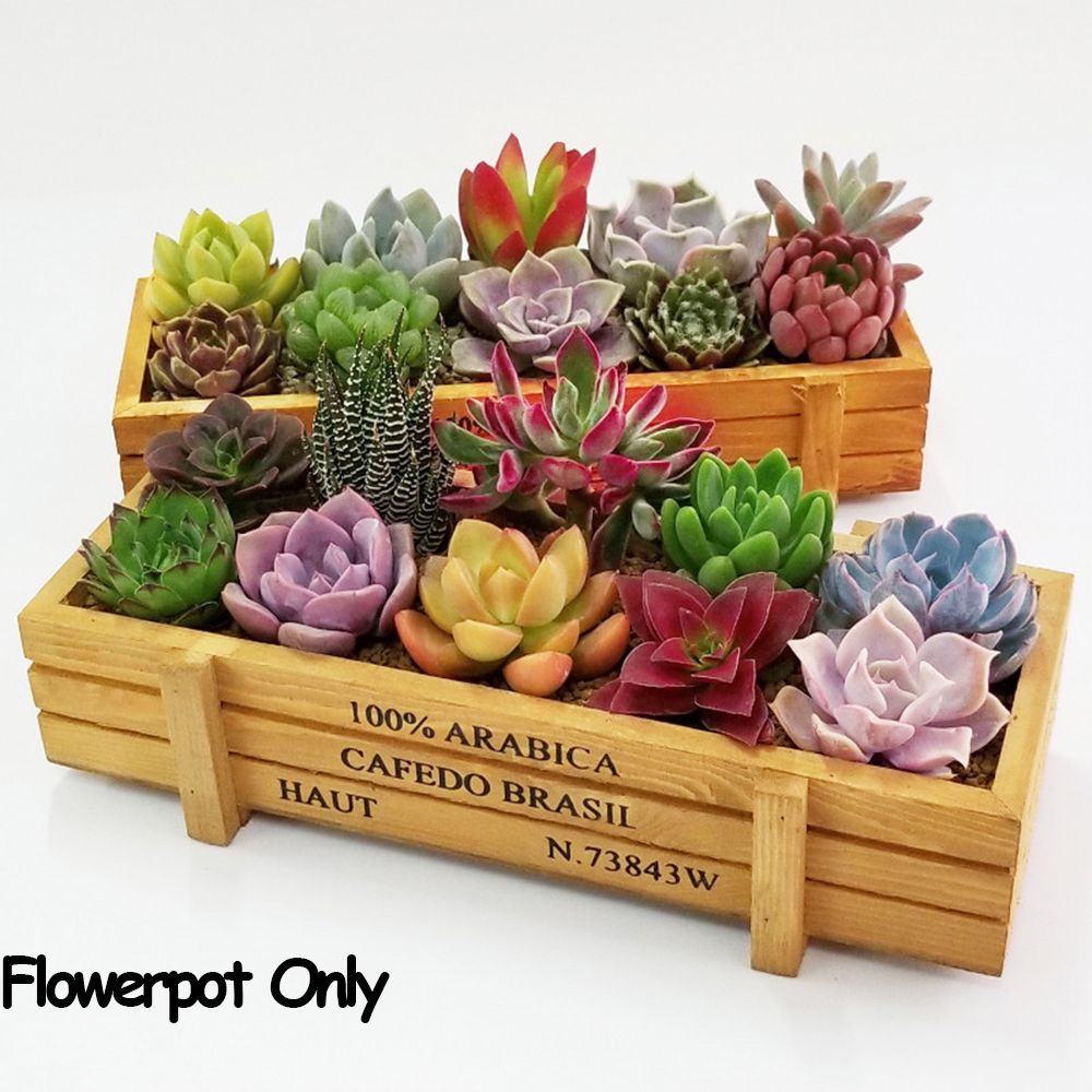 1 PC Tools Garden Decor Trough - đánh giá và giá Pilea Peperomioides