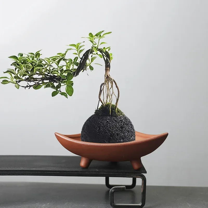 Personalized Ceramic Flower Po - đánh giá và giá Pilea Peperomioides