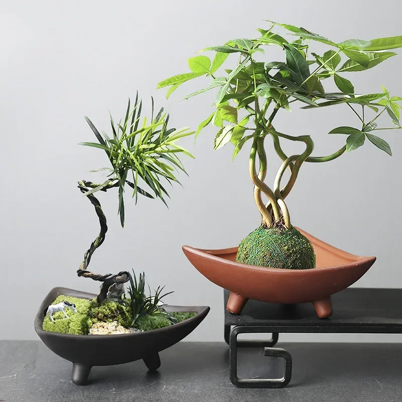 Personalized Ceramic Flower Po - đánh giá và giá Pilea Peperomioides