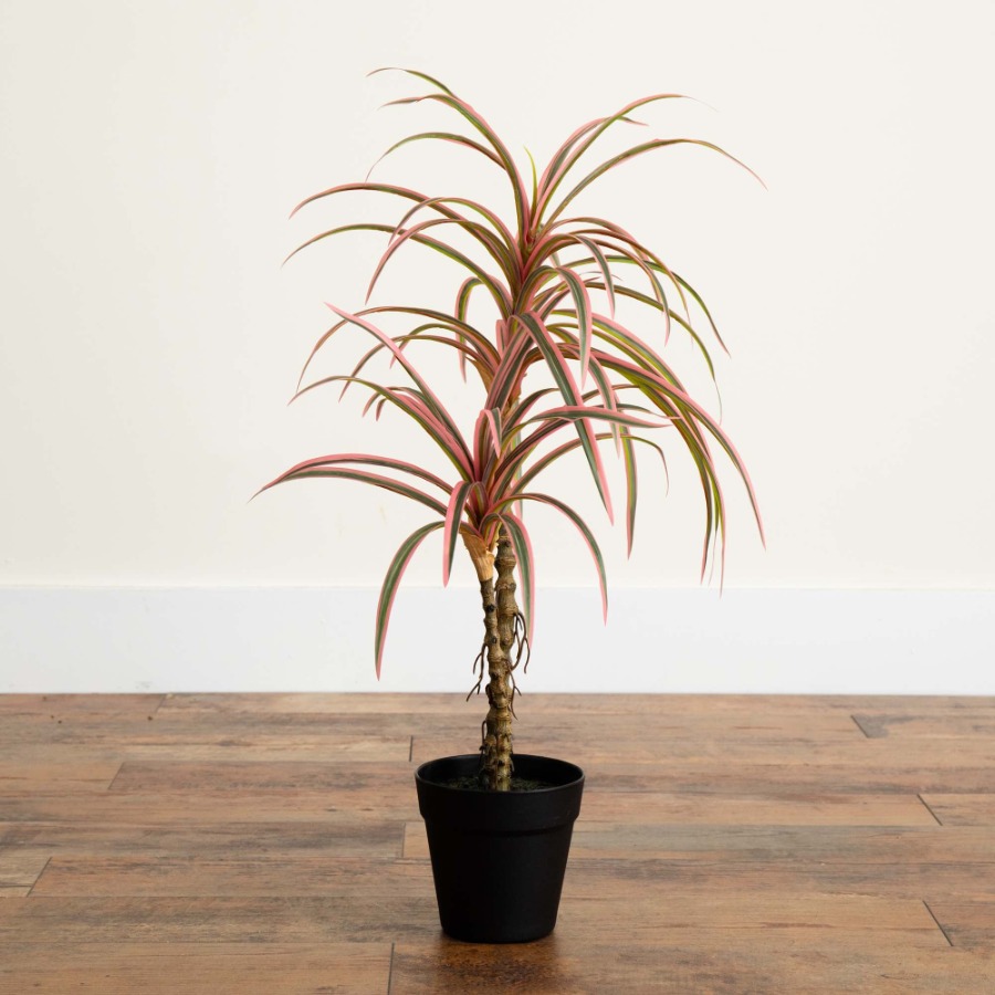 Dracaena Marginata Artificial  - đánh giá và giá Dracaena Marginata