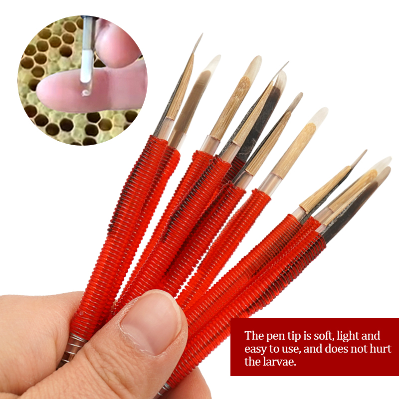 5/10Pcs Beekeeping Grafting To - đánh giá và giá Begonia Rex